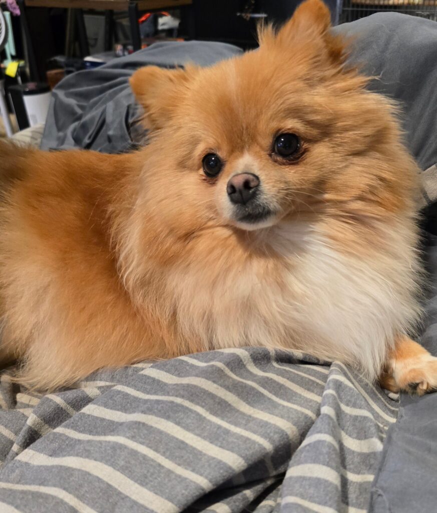 my Pomeranian Teddy