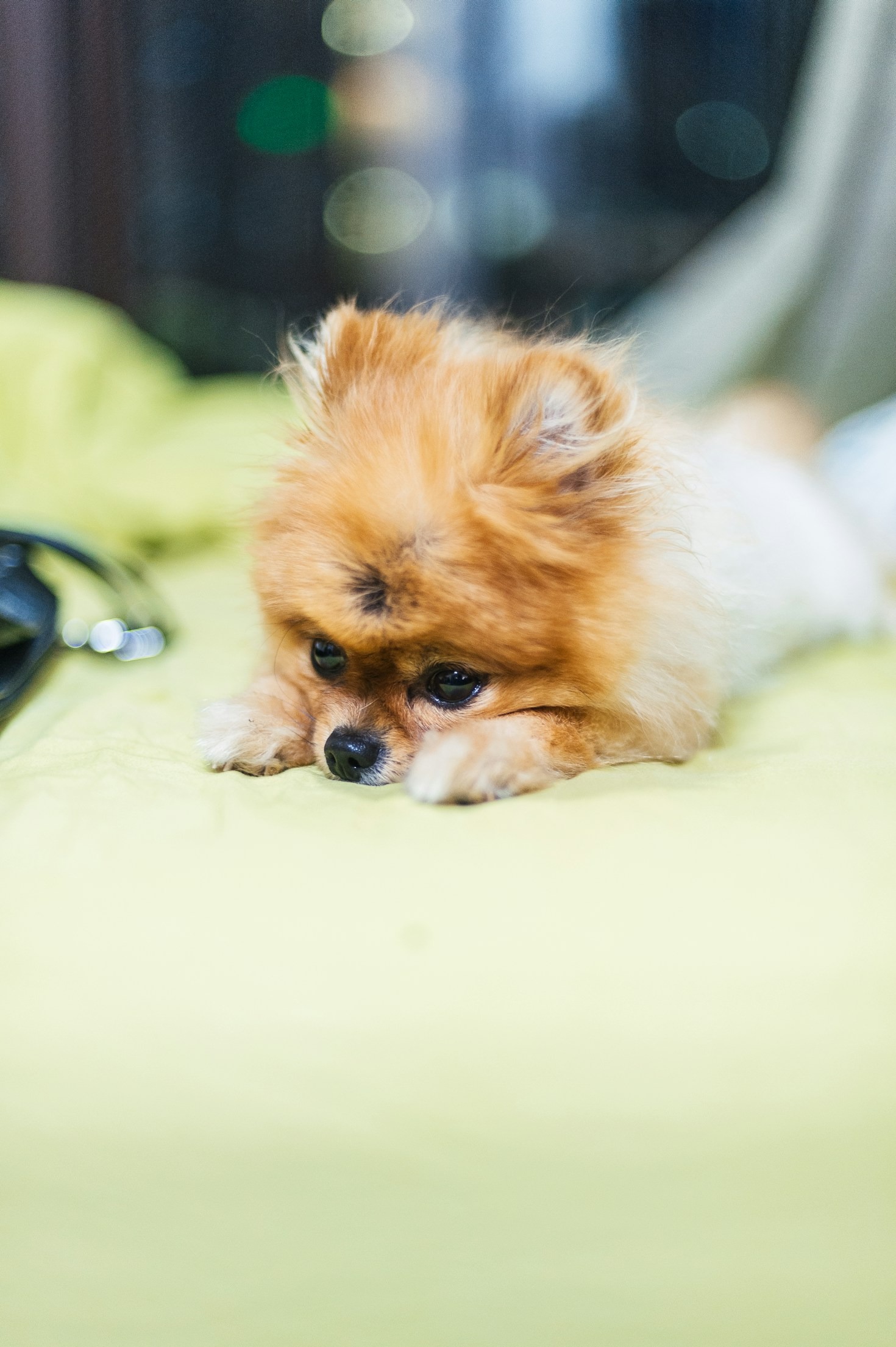 The Ultimate Guide to Pomeranian Care