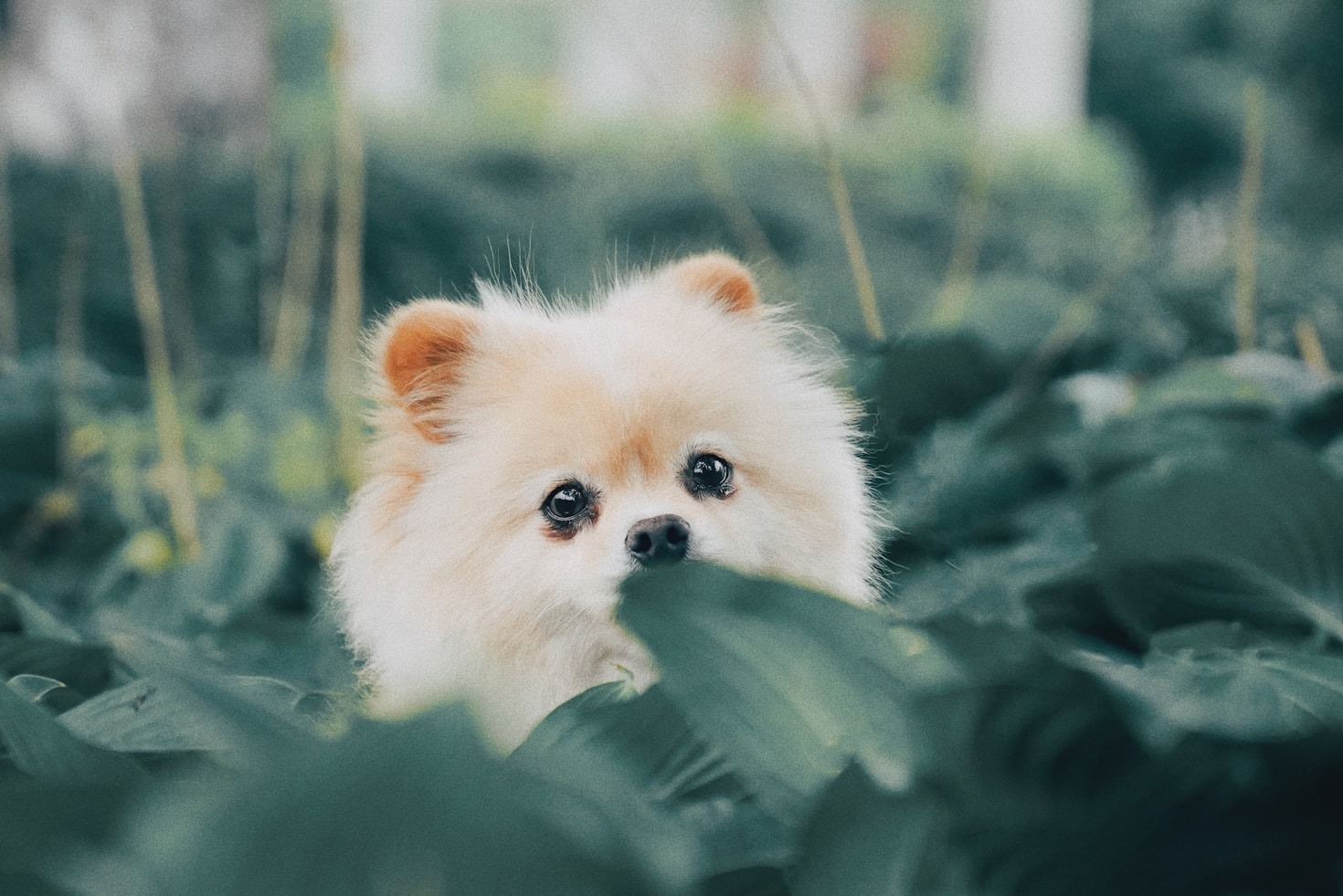 Top 5 Traits of Sapphire Pomeranians