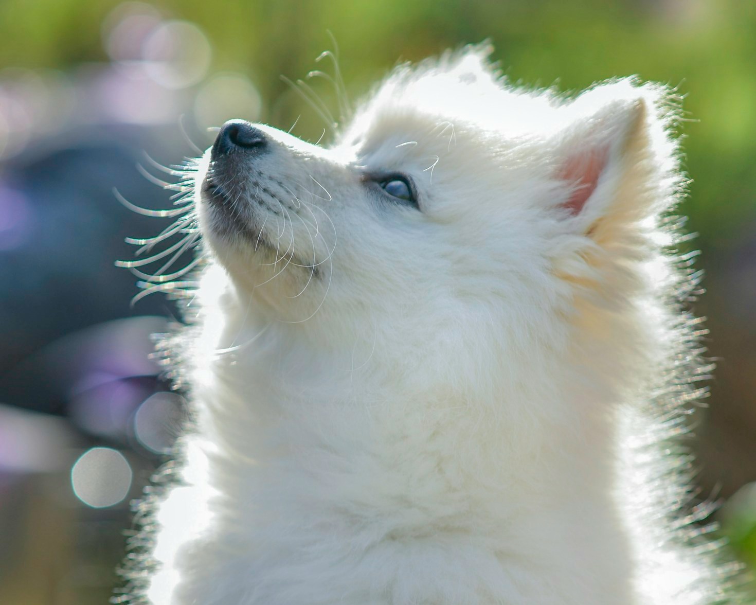 How We Ensure Healthy Pomeranian Puppies